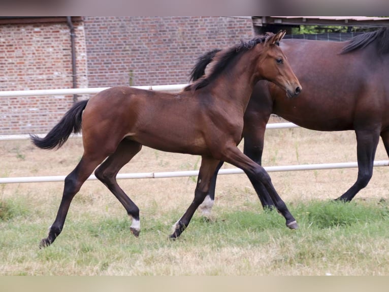 KWPN Merrie Veulen (03/2026) Bruin in Destelbergen