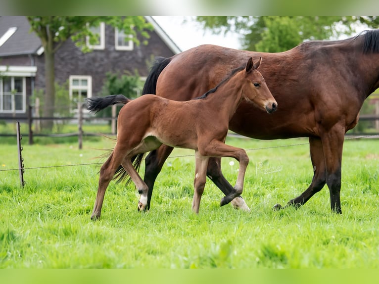 KWPN Merrie  Bruin in Goch