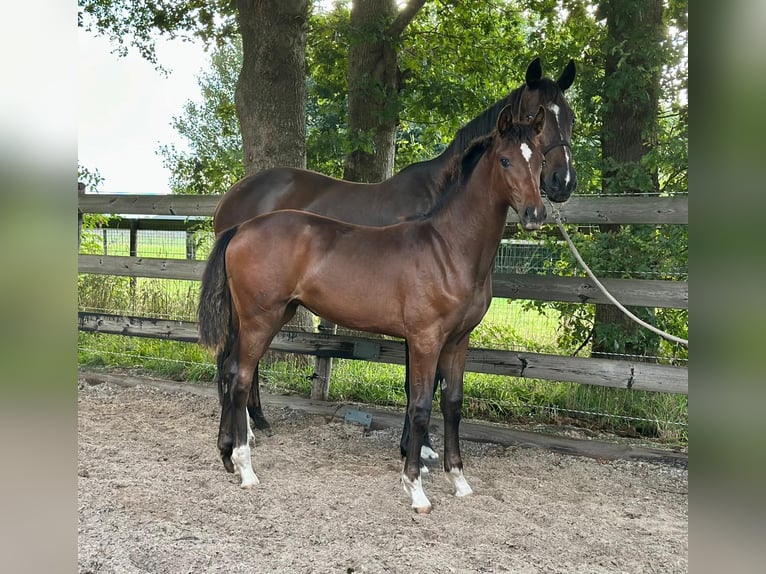 KWPN Merrie Veulen (03/2025) Bruin in Slagharen