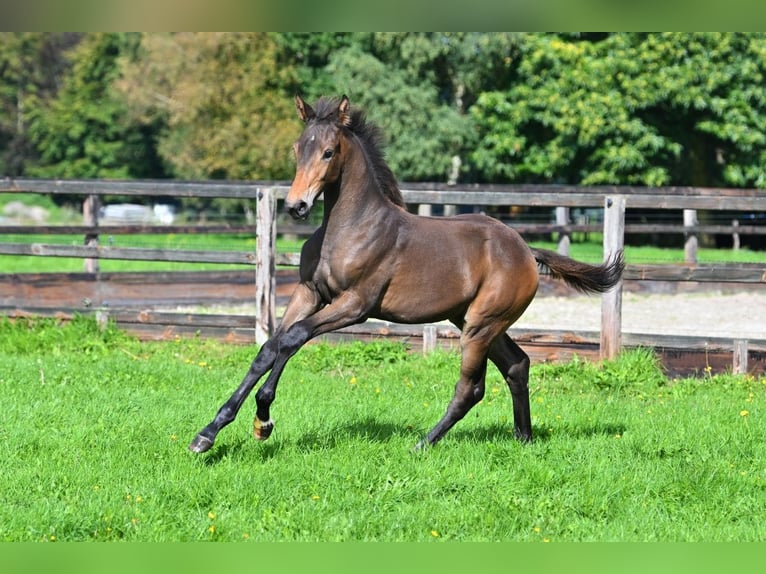 KWPN Merrie Veulen (01/2026) Bruin in Uddel