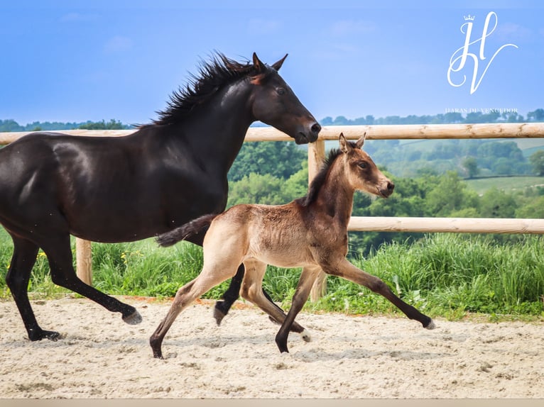KWPN Merrie  Buckskin in Marly-sous-Issy