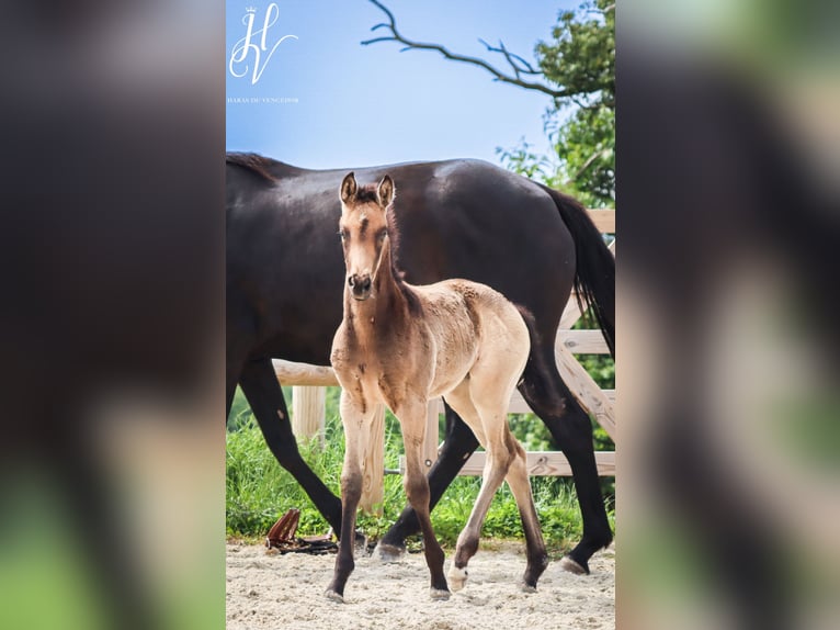 KWPN Merrie  Buckskin in Marly-sous-Issy