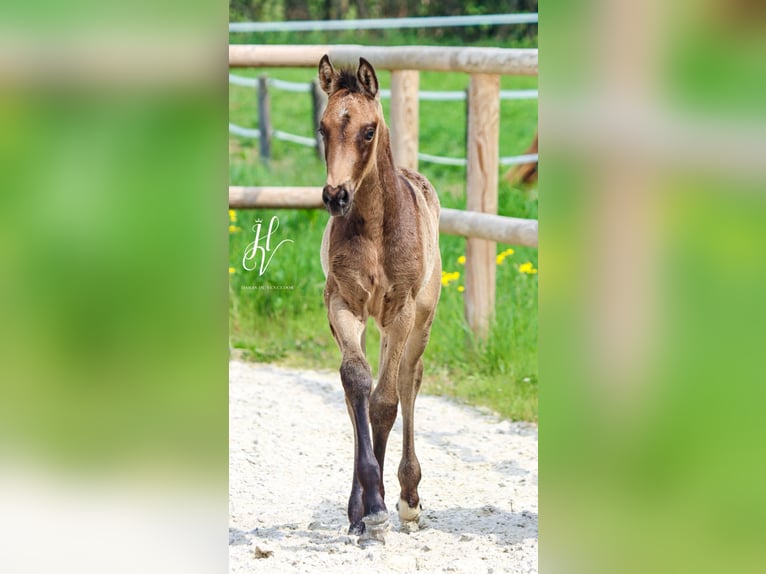 KWPN Merrie  Buckskin in Marly-sous-Issy