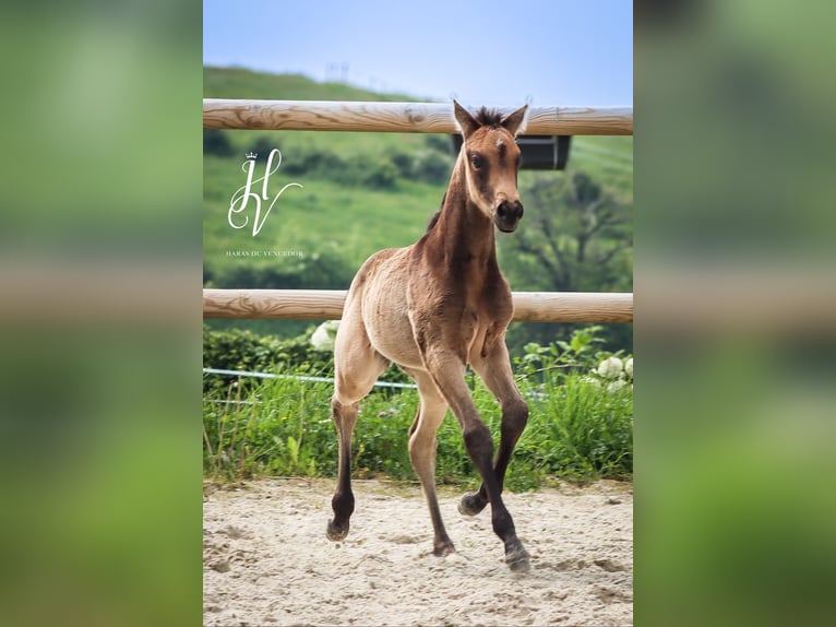 KWPN Merrie  Buckskin in Marly-sous-Issy