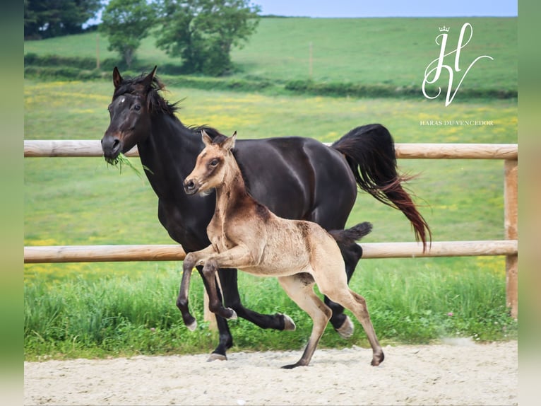 KWPN Merrie  Buckskin in Marly-sous-Issy