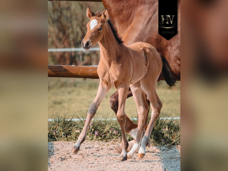 KWPN Merrie Veulen (01/2026) Buckskin in Grury