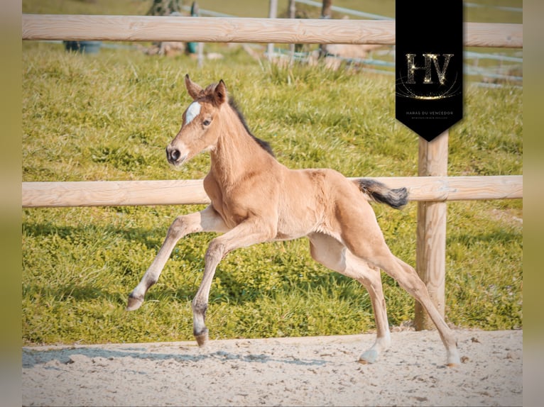 KWPN Merrie Veulen (01/2026) Buckskin in Grury