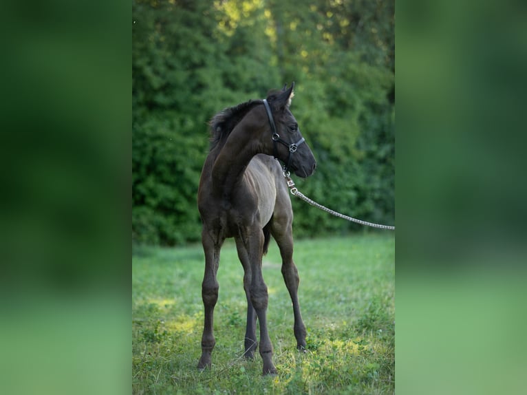 KWPN Merrie Veulen (04/2025) Donkerbruin in Heinzenbach