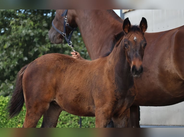 KWPN Merrie veulen (05/2024) Donkerbruin in GROTE-BROGEL