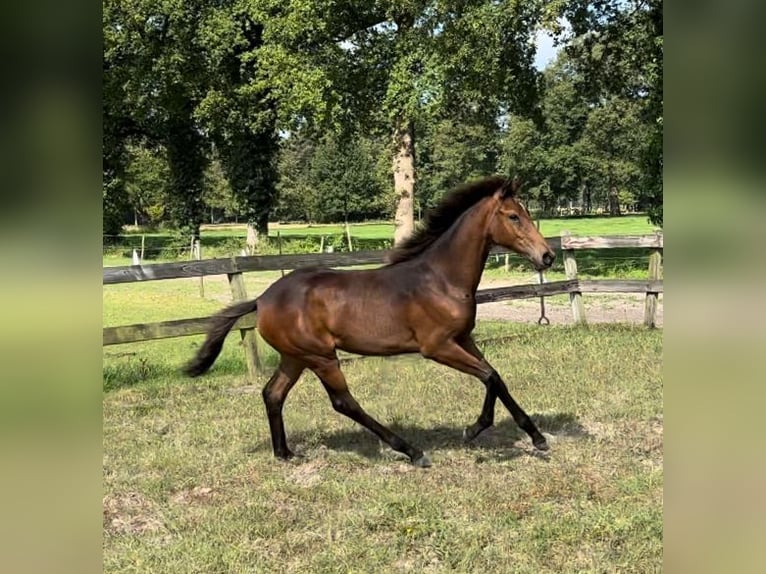 KWPN Merrie  Donkerbruin in Helvoirt