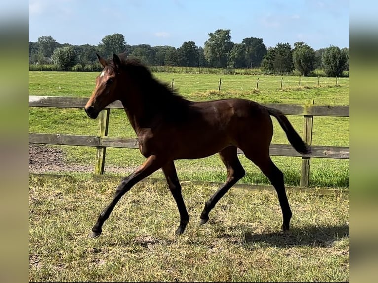 KWPN Merrie  Donkerbruin in Helvoirt