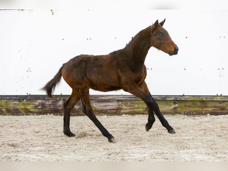 KWPN Merrie veulen (06/2024) Donkerbruin in Waddinxveen