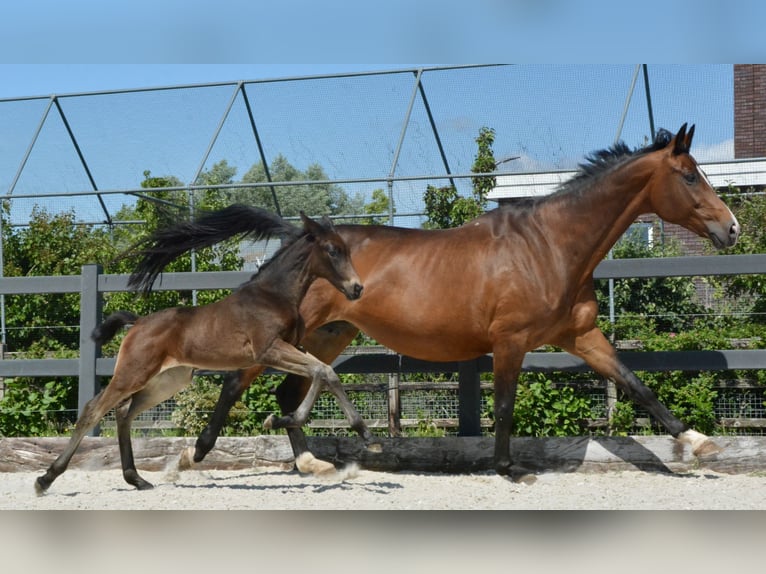 KWPN Merrie  Donkere-vos in Hallum