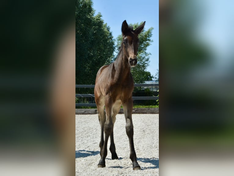 KWPN Merrie  Donkere-vos in Hallum