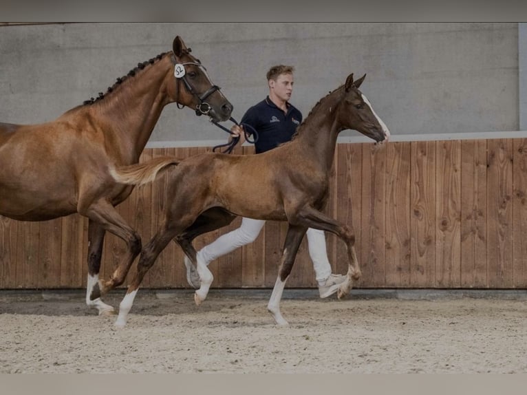KWPN Merrie Veulen (05/2026) Donkere-vos in Lommel