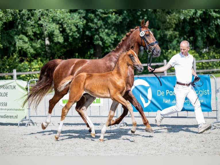 KWPN Merrie Veulen (04/2025) Donkere-vos in Nieuw-Roden