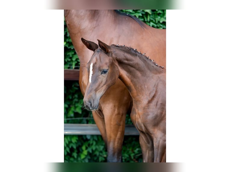 KWPN Merrie Veulen (05/2026) Donkere-vos in Heerde