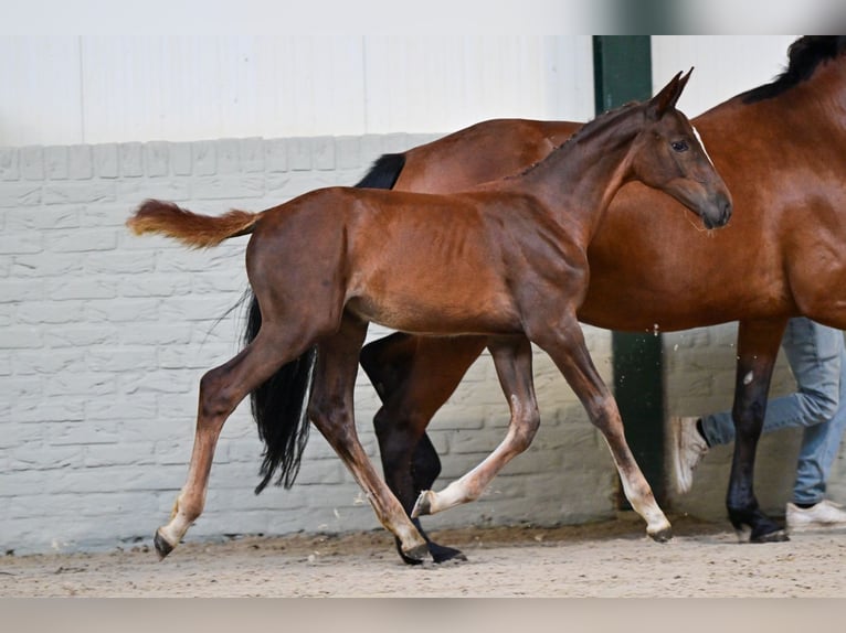KWPN Merrie Veulen (05/2026) Donkere-vos in Heerde