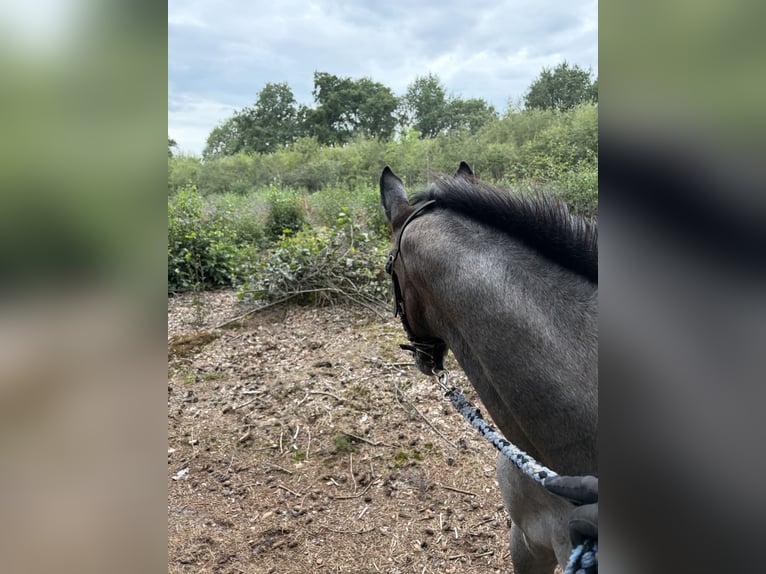KWPN Merrie Veulen (05/2026) Schimmel in IJhorst