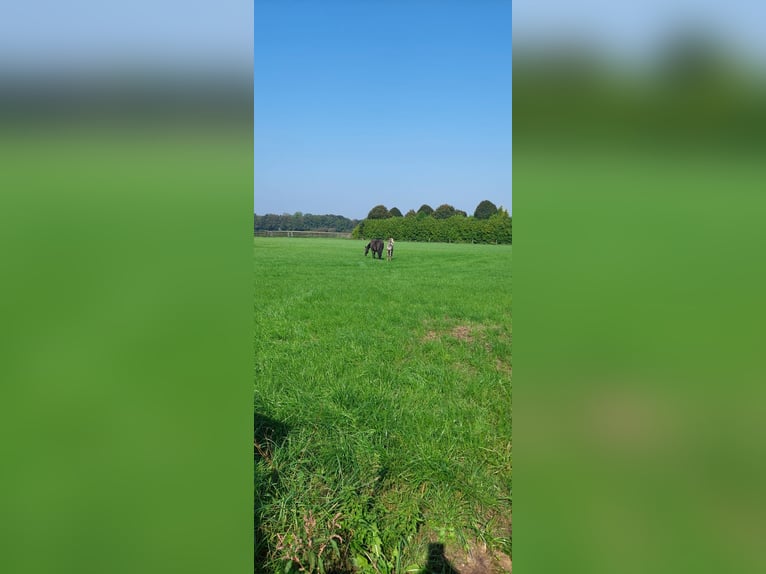 KWPN Merrie veulen (01/2024) Schimmel in Schaijk