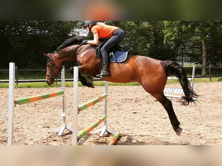 KWPN Merrie Veulen (04/2025) Schimmel in Smilde