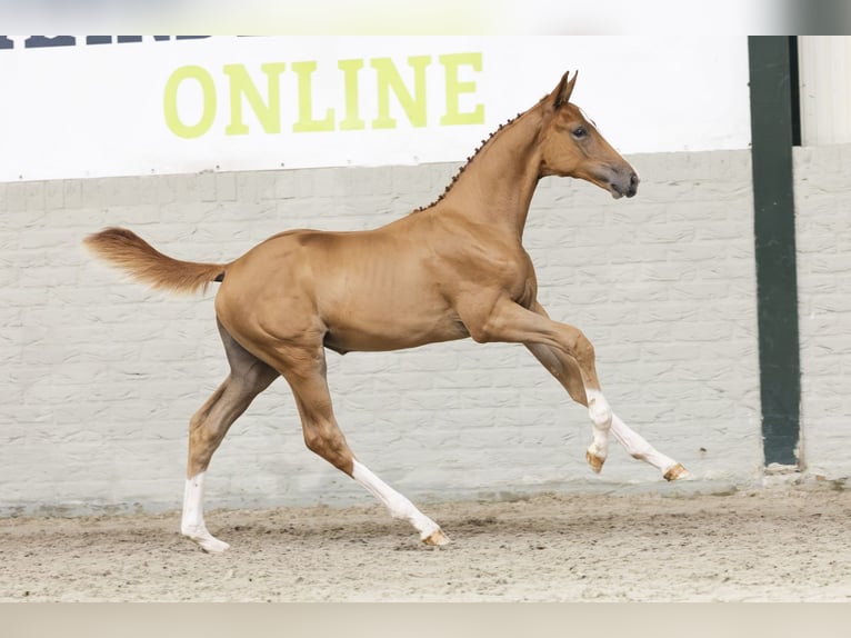 KWPN Merrie Veulen (04/2025) in Heerde