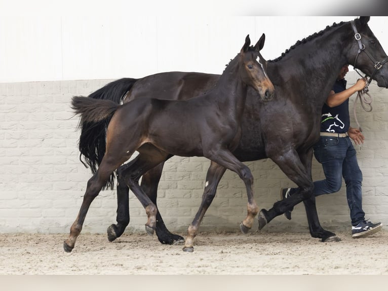KWPN Merrie Veulen (04/2025) in Heerde