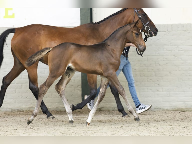 KWPN Merrie Veulen (06/2025) in Heerde