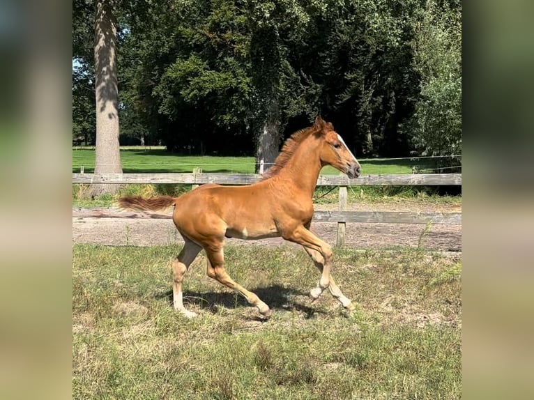 KWPN Merrie  Vos in Helvoirt