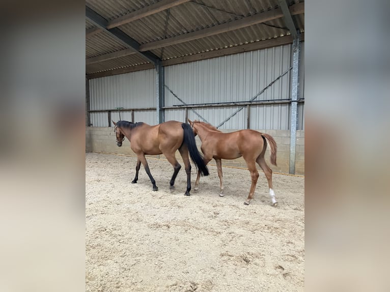 KWPN Merrie Veulen (05/2026) Vos in Meijel
