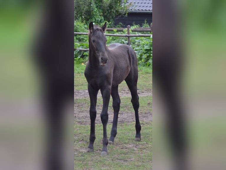 KWPN Merrie Veulen (05/2025) Zwart in Ankeveen