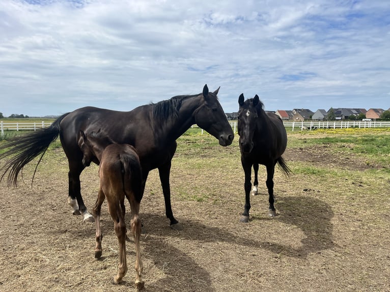 KWPN Merrie Veulen (04/2026) Zwart in Blankenberge