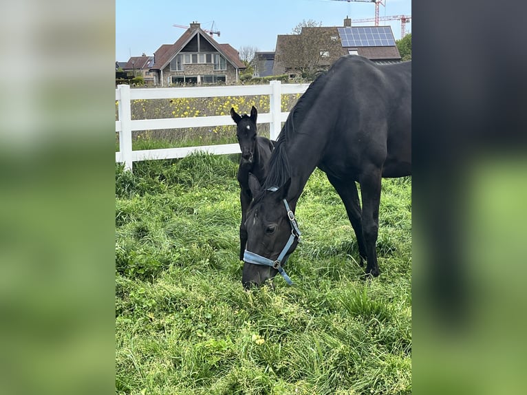 KWPN Merrie Veulen (04/2026) Zwart in Blankenberge