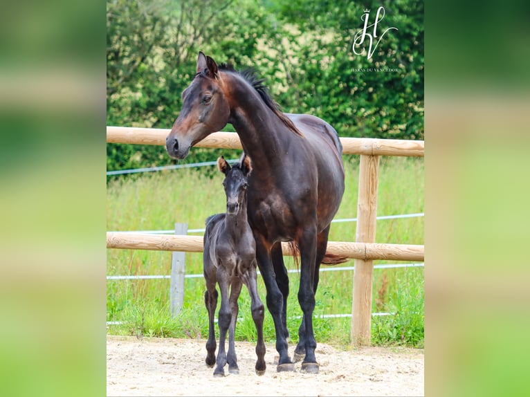 KWPN Merrie  Zwart in Marly-sous-Issy