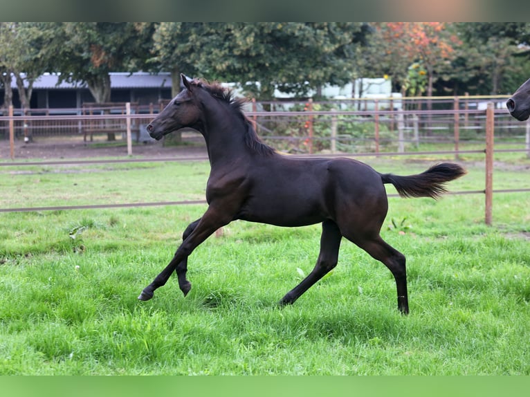 KWPN Merrie veulen (04/2024) Zwartbruin in De Groeve