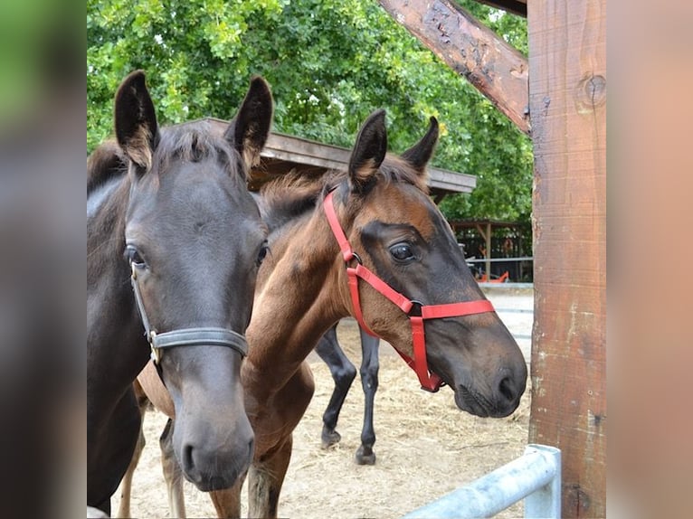 KWPN Merrie Veulen (05/2025) Zwartbruin in Ankeveen
