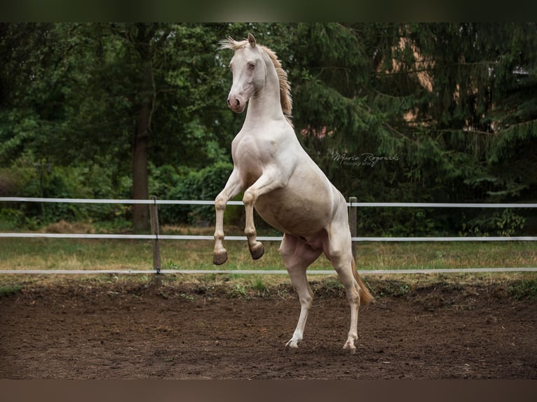 KWPN Ogier 10 lat 158 cm Cremello in Beaumont-Pied-de-Buf