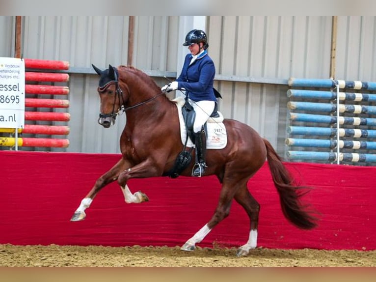 KWPN Ogier 10 lat 175 cm Kasztanowata in Pilisjászfalu