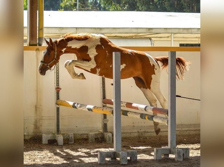 KWPN Ogier 16 lat 165 cm Srokata in Sassen-Trantow