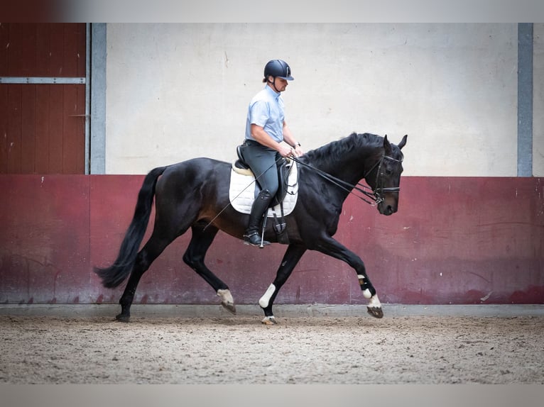 KWPN Ogier 16 lat 170 cm Ciemnogniada in Sliedrecht