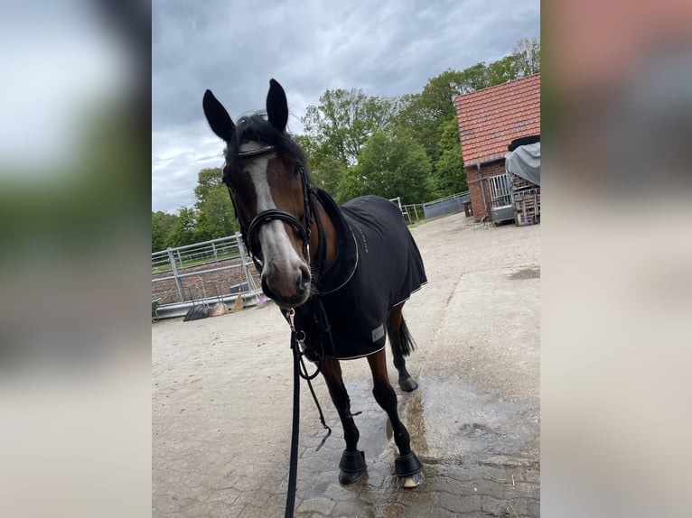 KWPN Ogier 17 lat 175 cm Gniada in Rheinberg