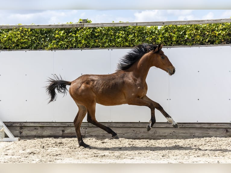 KWPN Ogier 1 Rok 149 cm Gniada in Waddinxveen