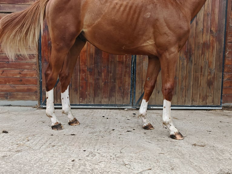 KWPN Ogier 1 Rok 157 cm  in Kaulille