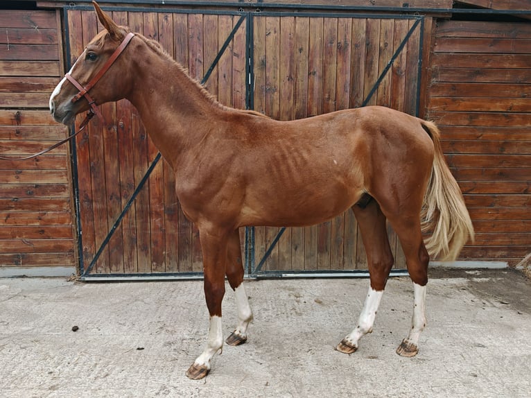 KWPN Ogier 1 Rok 157 cm  in Kaulille