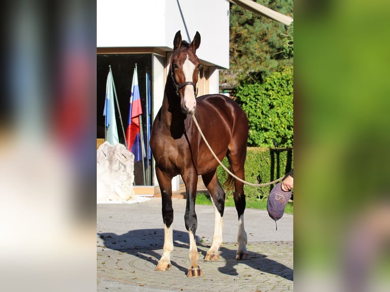 KWPN Ogier 1 Rok 166 cm Gniada in Kamnik