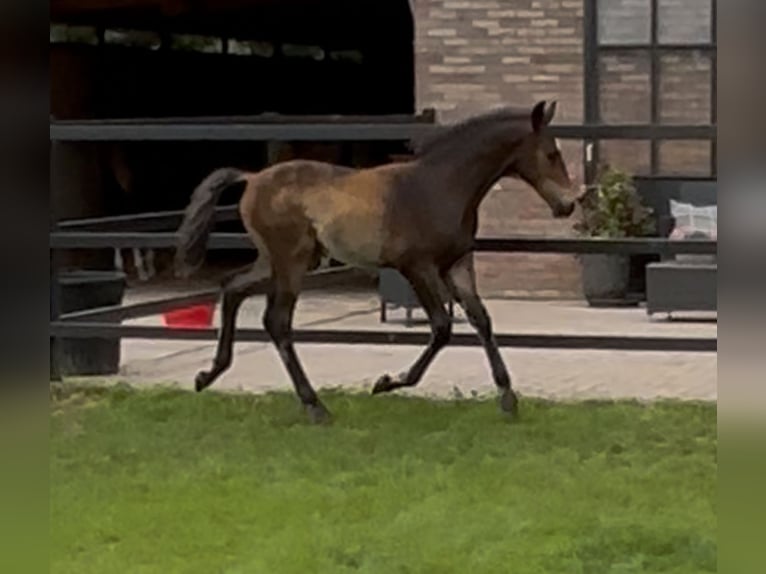 KWPN Ogier 1 Rok 170 cm Gniada in Maasbree