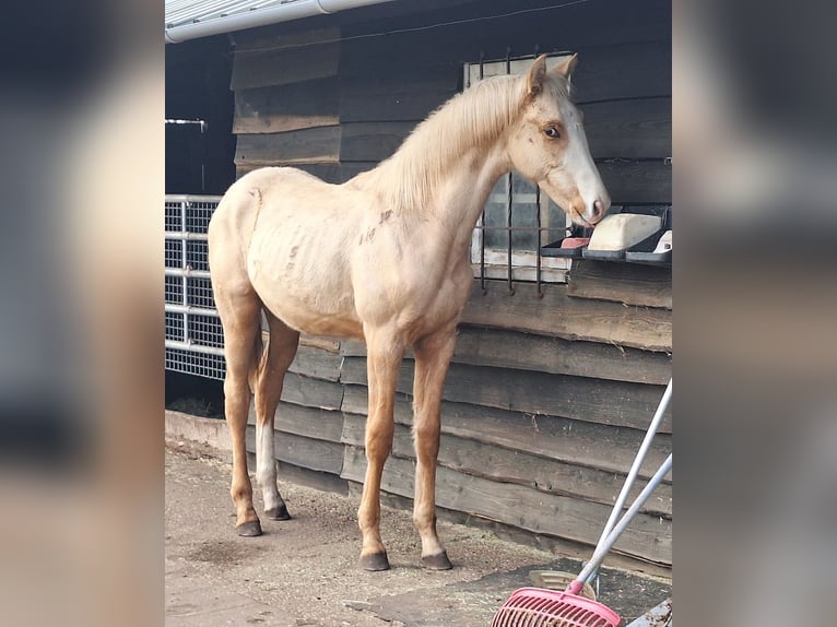 KWPN Ogier 1 Rok 170 cm Izabelowata in Klijndijk