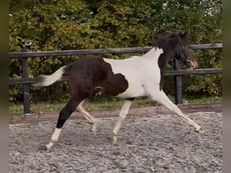 KWPN Ogier 1 Rok 170 cm Srokata in Siddeburen