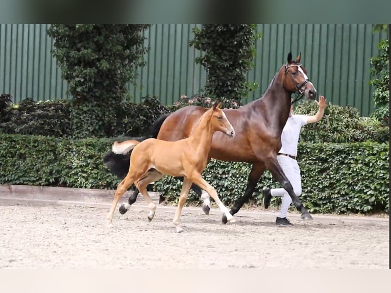 KWPN Ogier 1 Rok 173 cm Kasztanowata in Wezup