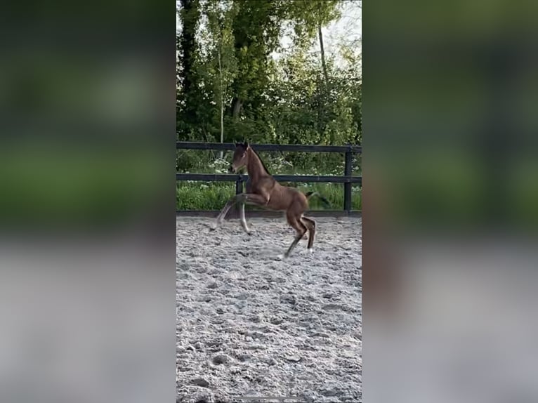 KWPN Ogier 1 Rok Ciemnogniada in Wamel